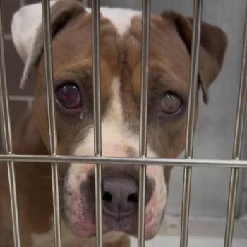Meatwad -  Terrier Dog for Adoption in Northbrook, Illinois - Meatwad | PetCurious