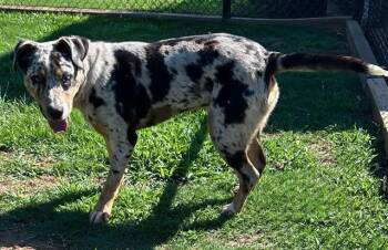 NEIL -  Catahoula Leopard Dog Dog for Adoption in Grovetown, Georgia - NEIL | PetCurious