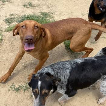 Ruby -  Hound and Mixed Breed Dog for Adoption in West Point, Mississippi - Ruby | PetCurious