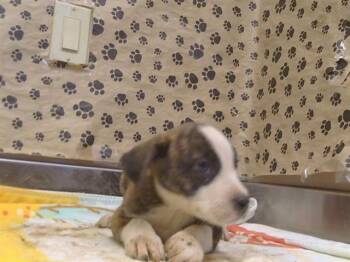 JUSTIN -  Pit Bull Terrier and Mixed Breed Dog for Adoption in Sacramento, California - JUSTIN | PetCurious