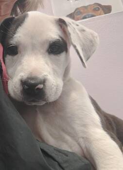 American Bully Dogs Available for Adoption in Wilmington, North Carolina - Diva | PetCurious