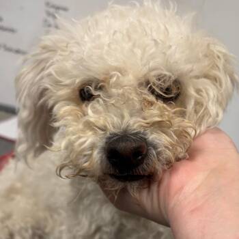 Bizcuit -  Poodle Dog for Adoption in Yuma, Arizona - Bizcuit | PetCurious