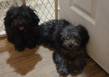 Gabriel or Ariel -  Miniature Poodle Dog for Adoption in Thornton, Colorado - Gabriel Or Ariel | PetCurious