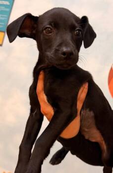 Birdie -  Mixed Breed Dog for Adoption in Ocala, Florida - Birdie | PetCurious