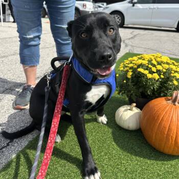 Buffy -  Akita Dog for Adoption in Columbia, Missouri - Buffy | PetCurious