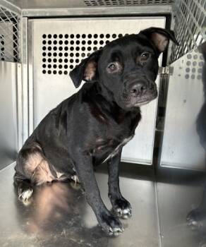 Rescue Retriever and Mixed Breed Dogs for Adoption in Fort Worth, Texas - Coco | PetCurious