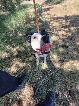 Panda -  Pit Bull Terrier and Boxer Dog for Adoption in Monte Vista, Colorado - Panda | PetCurious