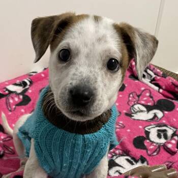 Rescue Mixed Breed Dogs for Adoption in Normal, Illinois - Bogey | PetCurious