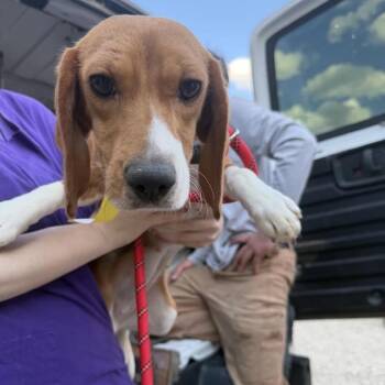 Baba Ganoush Dip -  Beagle Dog for Adoption in Northbrook, Illinois - Baba Ganoush Dip | PetCurious