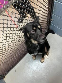 German Shepherd Dog Dogs Available for Adoption in Rowlett, Texas - Whiskey | PetCurious