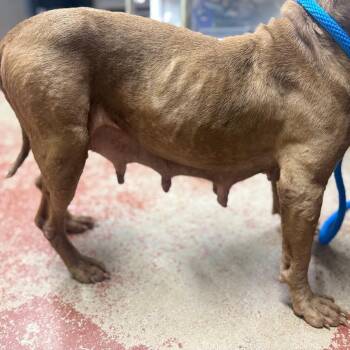 Phoenix -  Mixed Breed Dog for Adoption in Pauls Valley, Oklahoma - Phoenix | PetCurious