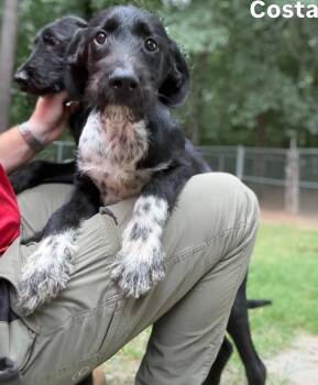 Costa -  Terrier Dog for Adoption in Little Rock, Arkansas - Costa | PetCurious