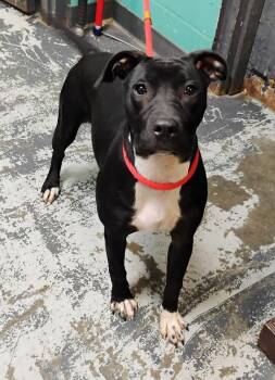 Labrador Retriever Dogs Available for Adoption in New Lexington, Ohio - Poppy #101 | PetCurious