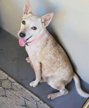 Rescue Australian Cattle Dog Blue Heeler Dogs for Adoption in Palm Springs, Florida - Pearl | PetCurious