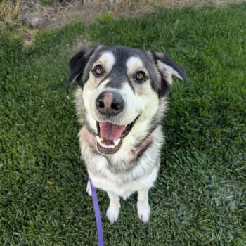Maximus -  Husky and Mixed Breed Dog for Adoption in Murray, Utah - Maximus | PetCurious