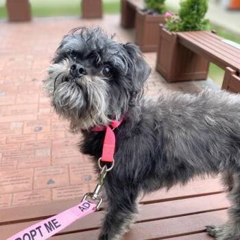 Olivia -  Brussels Griffon and Mixed Breed Dog for Adoption in Medford Lakes, New Jersey - Olivia | PetCurious