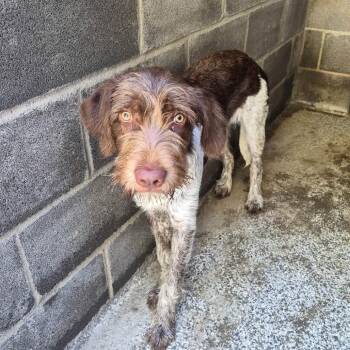 Mojo (NEEDS FOSTER Summerville, Georgia) -  German Wirehaired Pointer Dog for Adoption in Santa Rosa, California - Mojo (NEEDS FOSTER Summerville, Georgia) | PetCurious