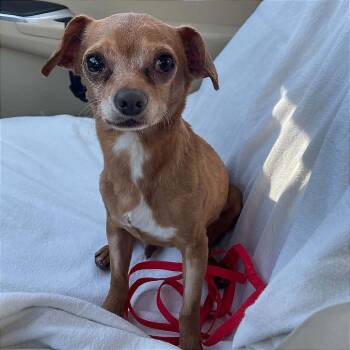 Peanut -  Mixed Breed Dog for Adoption in St. Helena, California - Peanut | PetCurious