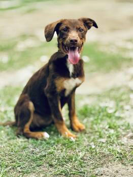 Rescue Shepherd Dogs for Adoption in Mount Pleasant, South Carolina - Minnie | PetCurious