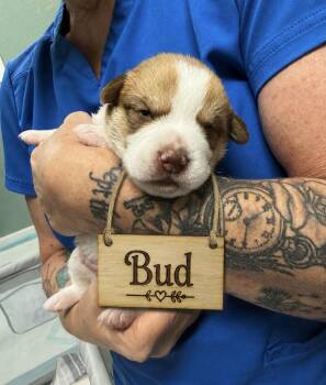 Puppy Bud- Ready to go home the end of July -  Mixed Breed Dog for Adoption in Conway, South Carolina - Puppy Bud- Ready To Go Home The End Of July | PetCurious