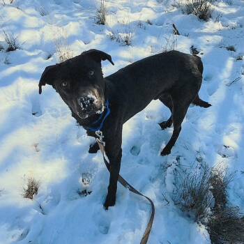 Black Labrador Retriever Dogs Available for Adoption - Arnold | PetCurious