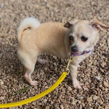 Angel -  Chihuahua Dog for Adoption in Centerville, Tennessee - Angel | PetCurious