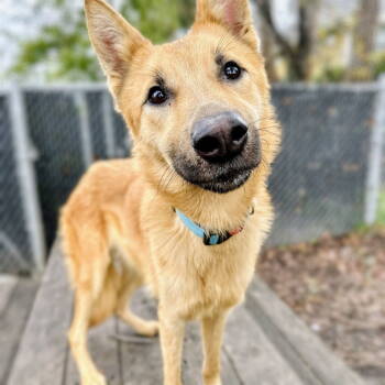 Rescue Shepherd Dogs for Adoption in Oakland, California - Locamocha | PetCurious