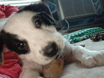 Panda -  Collie Dog for Adoption in Grand Rapids, Michigan - Panda | PetCurious