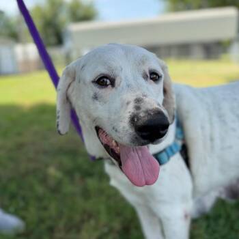 Daisy -  Great Pyrenees and Mixed Breed Dog for Adoption in Tulsa, Oklahoma - Daisy | PetCurious