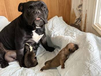 Midnight -  English Bulldog and Pit Bull Terrier Dog for Adoption in Holly Springs, North Carolina - Midnight | PetCurious