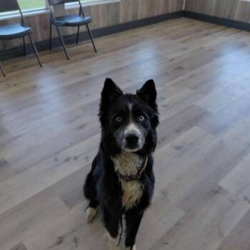 Clyde (BC-Stray-32245) -  Husky and Border Collie Dog for Adoption in Idaho Falls, Idaho - Clyde (BC-Stray-32245) | PetCurious