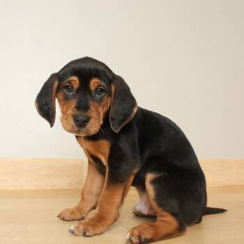 Basset Hound and Mixed Breed Dogs Available for Adoption - Fir D68167 | PetCurious