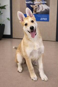 Shepherd Dogs Available for Adoption - Payton | PetCurious