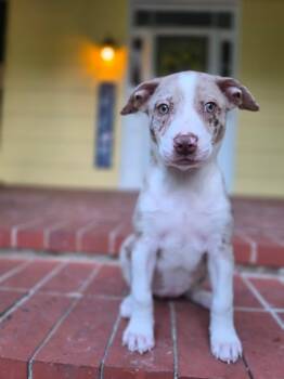 Poppy -  Australian Shepherd Dog for Adoption in Columbia, Maryland - Poppy | PetCurious