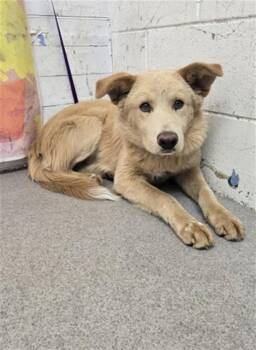 BRYCE -  German Shepherd Dog and Mixed Breed Dog for Adoption in San Bernardino, California - BRYCE | PetCurious