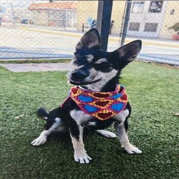 Siberian Husky Dogs Available for Adoption in Pasadena, California - Zara | PetCurious