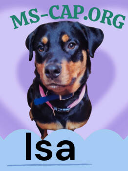 Rescue Rottweiler Dogs for Adoption in Biloxi, Mississippi - Isa | PetCurious