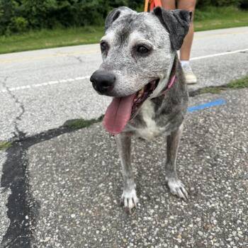 Buddy -  Pit Bull Terrier Dog for Adoption in Batavia, Ohio - Buddy | PetCurious