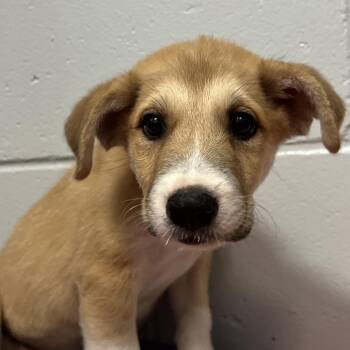 Bubbles -  Mixed Breed Dog for Adoption - Bubbles | PetCurious