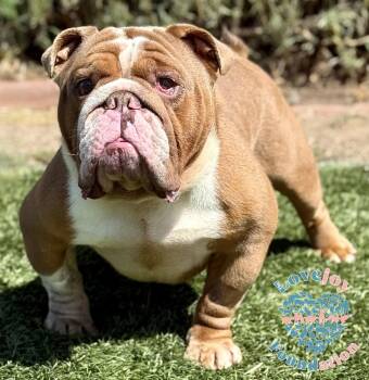 Rescue English Bulldog Dogs for Adoption in Inglewood, California - Bruno | PetCurious