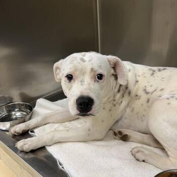 Mixed Breed Dogs Available for Adoption in Winston-salem, North Carolina - Louise | PetCurious