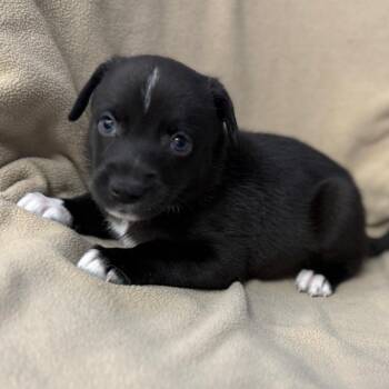 Blue Lacy and Mixed Breed Dogs Available for Adoption - Orion | PetCurious