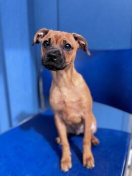 Mixed Breed Dogs Available for Adoption - Ron | PetCurious