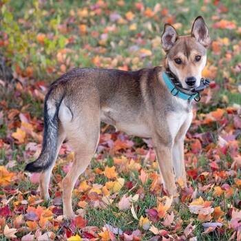 Judy -  Cattle Dog and Mixed Breed Dog for Adoption in Olathe, Kansas - Judy | PetCurious