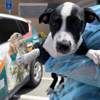 Snickers -  Border Collie and Mixed Breed Dog for Adoption in Reno, Nevada - Snickers | PetCurious