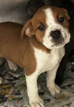 Rescue Pit Bull Terrier and Mixed Breed Dogs for Adoption in Spartanburg, South Carolina - Minny | PetCurious