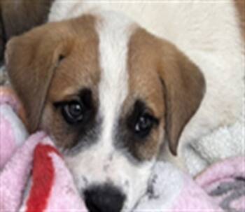 Rescue Saint Bernard and Mixed Breed Dogs for Adoption in Rancho Cucamonga, California - SPECKLES | PetCurious