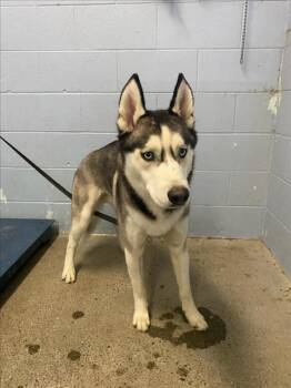 Rescue Siberian Husky Dogs for Adoption in Woodland, California - *TOGO | PetCurious