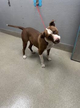 Rescue Pit Bull Terrier Dogs for Adoption in Las Vegas, Nevada - MASIE | PetCurious