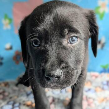 Terrier Dogs Available for Adoption - Thackery-Yellow | PetCurious